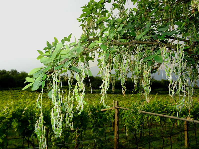 Laburnum anagyroides - Fabaceae